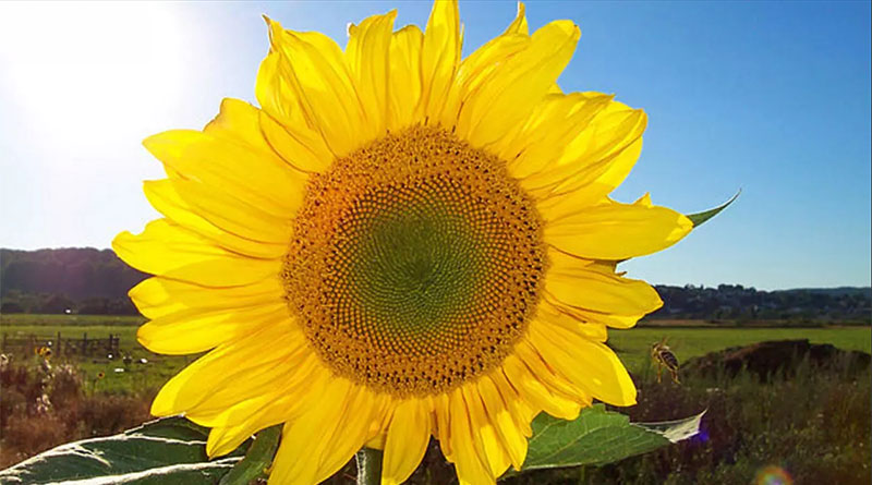 Featured Image