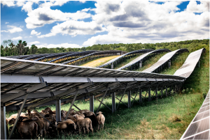 La agrovoltaica lleva décadas como una gran promesa de las renovables. Ya sabemos cuál es su potencial en Europa